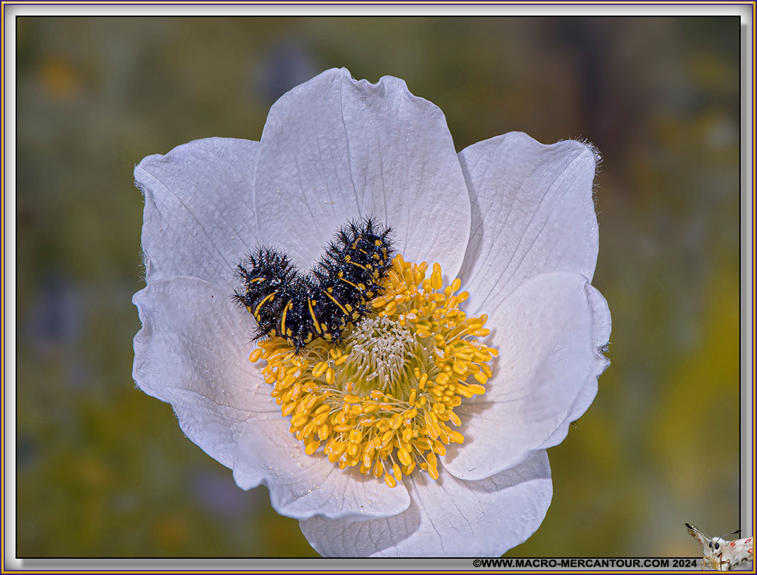 Chenille sur Pulsatille